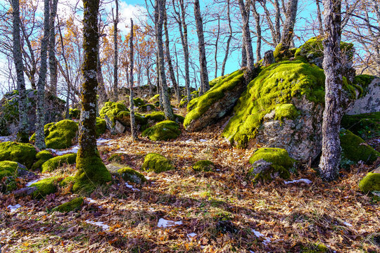 Enchanted forest with mossy rocks and fallen leaves on the ground. Guadarrama Madrid.