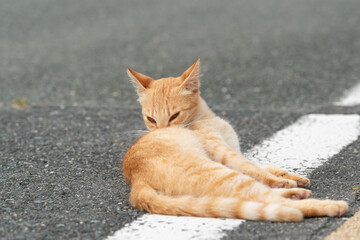 毛繕いをする猫　茶トラ猫