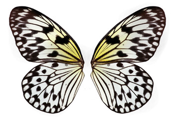 Wings of a large topical butterfly for design. Beautiful black and white butterfly wings isolated...