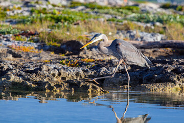 The great blue heron (Ardea herodias) is a large wading bird in the heron family Ardeidae