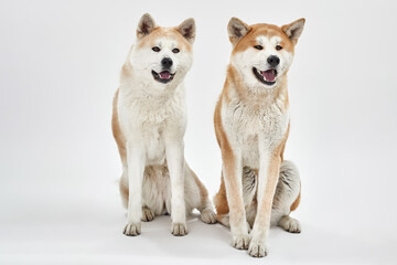 Shiba Inu dogs with open mouth sit and look away