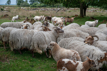 Naklejka premium Flock of sheep