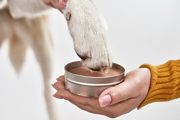 Woman putting paw of dog in wax pet paw print © Svitlana
