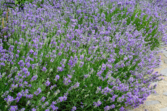 Many small blue lavender flowers in a garden in a sunny summer day photographed with selective focus, beautiful outdoor floral background.