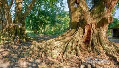 Fototapeta premium Surface roots of a fig tree