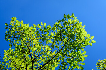 Delicate small vivid green leaves of oak tree in a sunny spring garden, beautiful outdoor monochrome background photographed with selective focus..