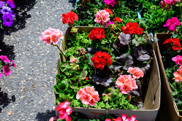 Vivid red Pelargonium flowers, known as geraniums or storksbills and fresh green leaves in small pots displayed for sale at a market in a sunny spring day, multicolor natural texture.