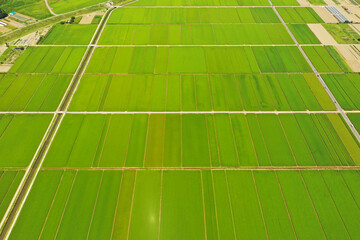 空撮した我孫子市の水田