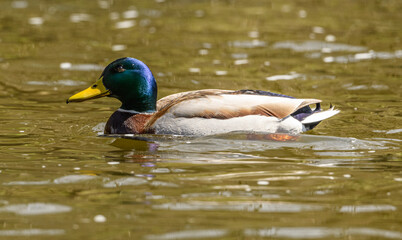 wild duck (anas platyrhynchos) male swimming in water