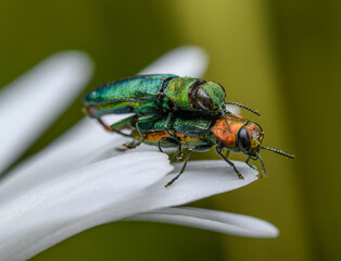 pair of jewel beetles (Anthaxia nitidula) mating on daisy flower