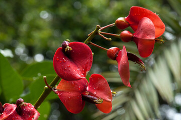 Sydney Australia, flowers of a erythrina crista-galli or cockspur coral tree with raindrops on petals