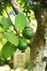 Green leaves and fruits against Trunk