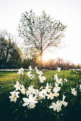 Weiße Frühlingsblumen auf Wiese zum Sonnenaufgang