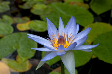 Sydney Australia, purple water lily bloom in pond © KarinD