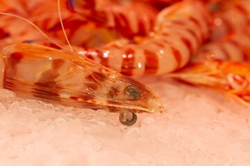 Prawn (Penaeus esculentus), fresh on ice at the market in Sanlúcar de Barrameda, Cádiz (Spain).