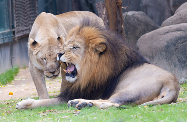 A Pair of Lion and lioness, displaying their Affection