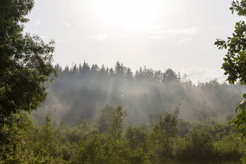 foggy evening after rain in the forest