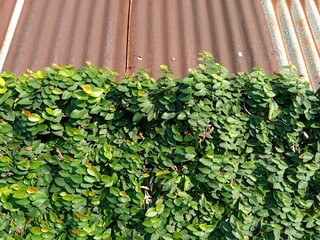 a tree on the fence behind the house