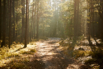 leśna ścieżka we mgle © Marcin Łazarczyk