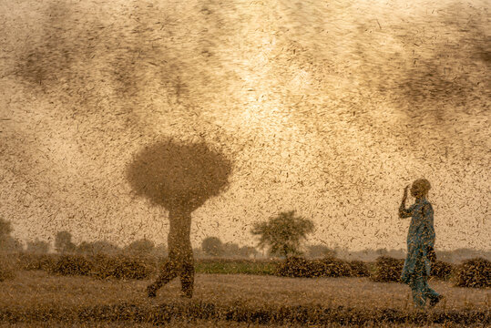 a farmer separating chaff from wheat with thresher,   working  in the wheat field 