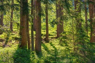 Study Trail Hochmoor Leckermoos in Lower Austria