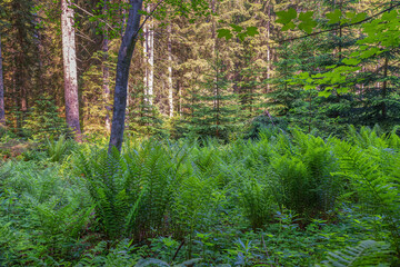 Study Trail Hochmoor Leckermoos in Lower Austria