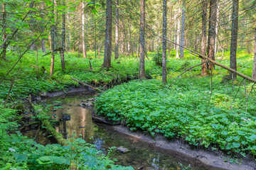 Study Trail Hochmoor Leckermoos in Lower Austria