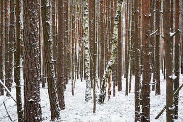 leśna zimowa ścieżka © Marcin Łazarczyk