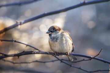 House sparrow (Passer domesticus )  on a rosehip branch at the beginning of winter. Male, close-up