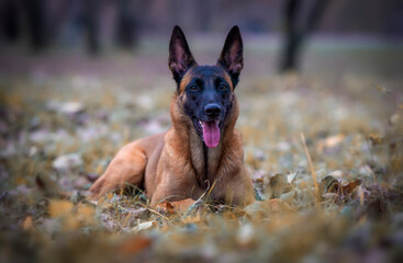 Portrait of a belgian shepherd malinois dog