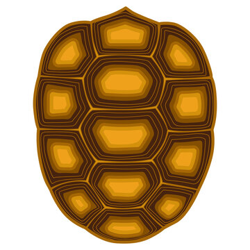 Turtle and tortoise shell, sulcata, indian star, aldabra, galapagos tortoise shell, turtle shell Vector illustration in white background. 