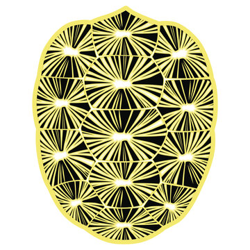 Turtle and tortoise shell, sulcata, indian star, aldabra, galapagos tortoise shell, turtle shell Vector illustration in white background. 