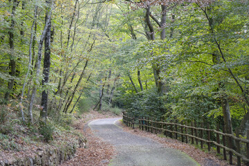 Promenade automnale en forêt 