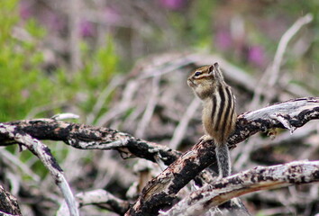 Chipmunk eating on a burnt branch in the rain