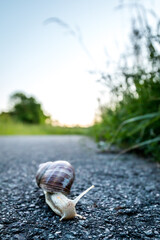 Weinbergschnecke arm Feldweg