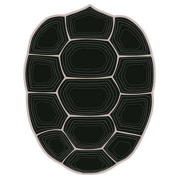Turtle and tortoise shell, sulcata, indian star, aldabra, galapagos tortoise shell, turtle shell Vector illustration in white background. 