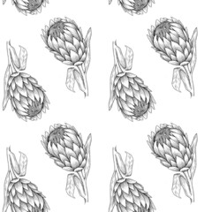 Protea draw graphic illustration line black white flower set isolated pattern