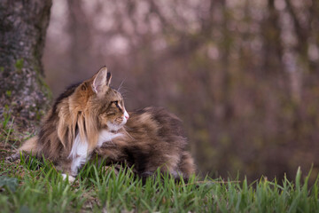 big norwegian forest cat on the grass. profile. outdoor