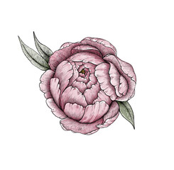 Peony graphic illustration pink line isolated