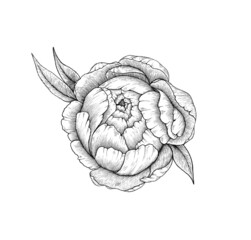 Peony graphic illustration pink line isolated