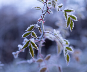 snow covered branches of rose in winter garden
