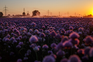 Schnittlauch Blüte im Sommer