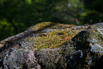 Fototapeta na wymiar Close-up on a rock with moss. A rock in full sun is covered with yellow and gray moss.