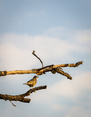 Song thrush on the tree