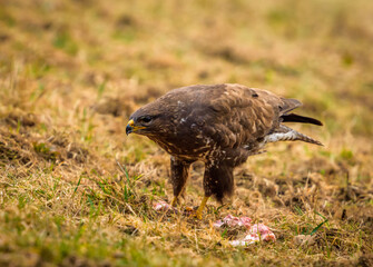 Common buzzard on the meadow