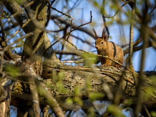 Naklejka na ściany i meble Small squirrel sitting on the tree