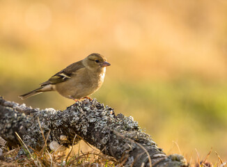 Small sparrow sitting on the ground
