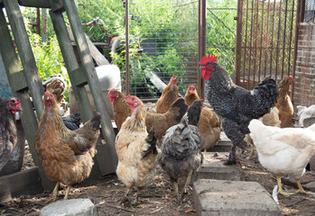 Motley-Colored Country Rooster of the Dominant breed in the backyard surrounded by chickens