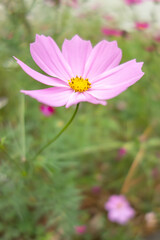 Blooming Gesang flower