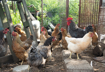 Motley-Colored Country Rooster of the Dominant breed in the backyard surrounded by chickens